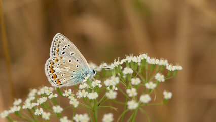 Bläuling, Lycaenidae, auf weißen Blüten