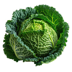 Fototapeta premium A close-up, highly detailed image of a fresh Savoy cabbage isolated on a black background.