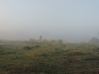 misty morning in the forest