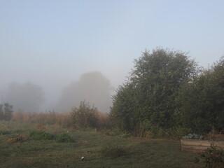 morning in the forest