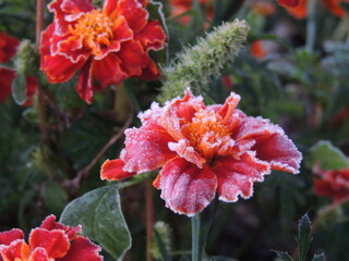 red flowers in the garden