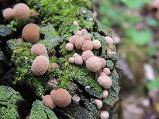 group of mushrooms