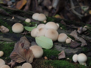 mushrooms in the forest