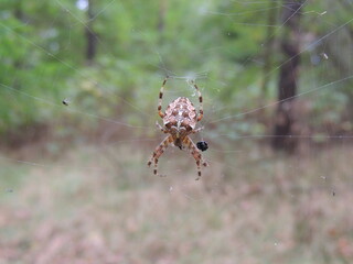 spider on the web