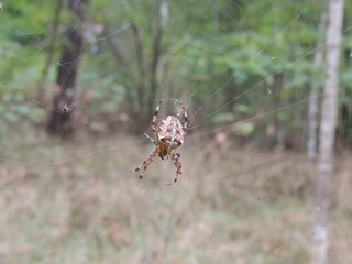 spider on the web