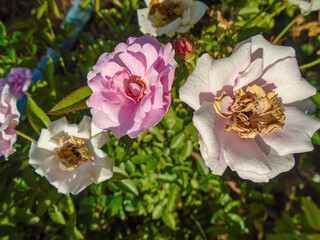  Soft Pink and White Roses in Morning Sunlight &ndash; Close-Up Floral Photography. Delicate pastel roses blooming in a sunny garden, a beautiful floral display.