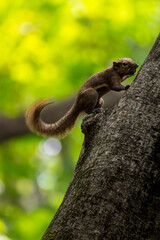 plantain squirrel Callosciurus notatus climbing a tree in natural forest environment