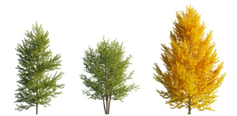 Populus Balsamifera (Balsam Poplar) isolated PNG on a transparent background premium nature cutout