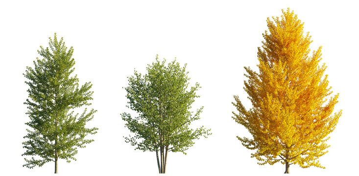 Populus Balsamifera (Balsam Poplar) isolated PNG on a transparent background premium nature cutout