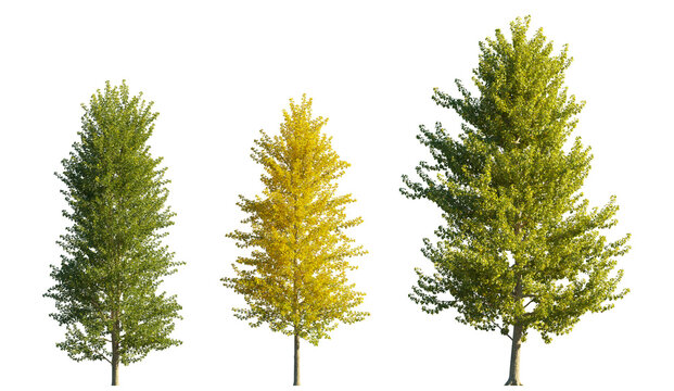 Populus Balsamifera (Balsam Poplar) isolated PNG on a transparent background premium nature cutout