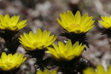早春の陽を浴びて咲き誇るフクジュソウの花のアップ1