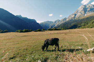 Naklejka premium Cow grazing in a sunlit meadow valley with alpine mountains in the background, pastoral pasture landscape and green grass. Lone cattle feeding under clear blue sky, peaceful nature.