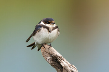 Hirondelle à gorge blanche © JAG IMAGES