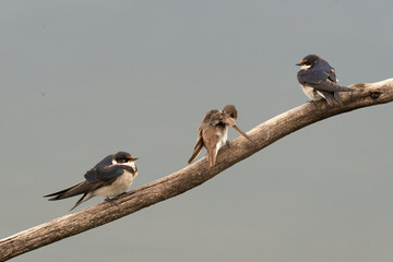 Hirondelle à gorge blanche