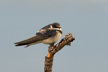 Hirondelle à gorge blanche © JAG IMAGES