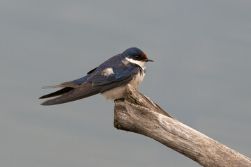 Hirondelle à gorge blanche © JAG IMAGES