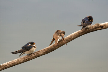 Hirondelle à gorge blanche © JAG IMAGES