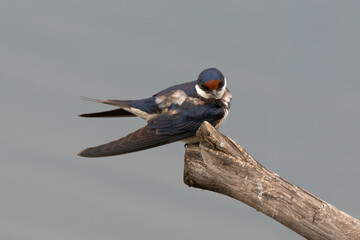 Hirondelle à gorge blanche © JAG IMAGES