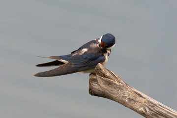 Hirondelle à gorge blanche © JAG IMAGES