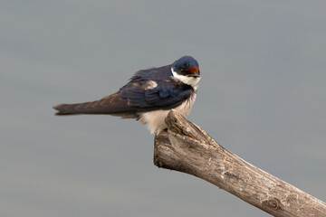 Hirondelle à gorge blanche © JAG IMAGES