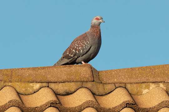 Pigeon roussard
