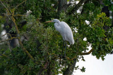 Grande Aigrette