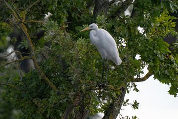 Grande Aigrette