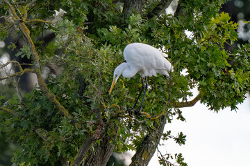 Grande Aigrette