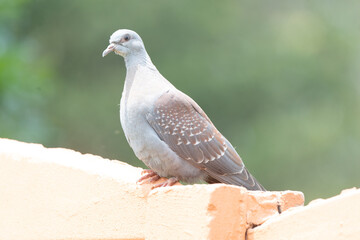 Pigeon roussard