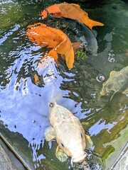 fish in the pond