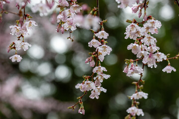 水滴を蓄えしっとりとたたずむサクラのクローズアップ4