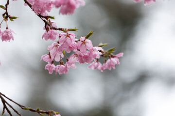 春雨に濡れて美しい桜の花のクローズアップ2