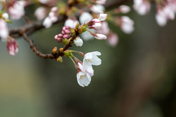 春雨に濡れた咲き始めのサクラのクローズアップ1