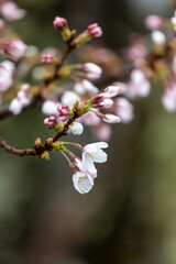 春雨に濡れた咲き始めのサクラのクローズアップ2