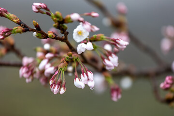 春雨に濡れた咲き始めのサクラのクローズアップ4