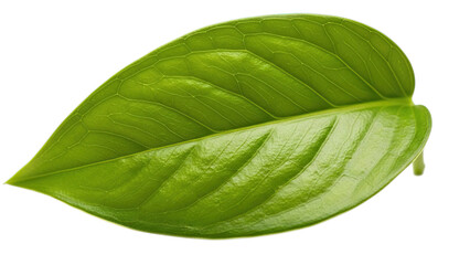 Obraz premium A vibrant green leaf with prominent veins, showcasing the intricate beauty of nature Isolated on a transparent background.