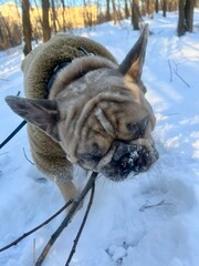 dog in snow