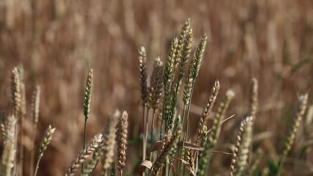 Close shot captures delicate texture of young wheat plants