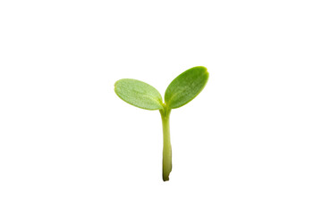 Young green plant sprout showing new life and growth