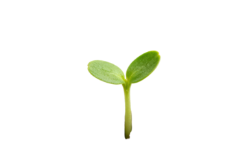 Young green plant sprout showing new life and growth