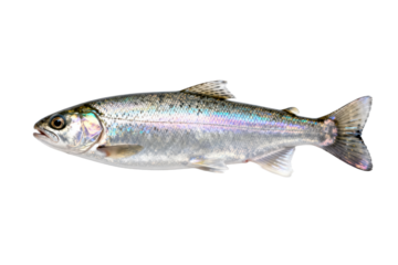A silver-colored rainbow trout fish swimming in clear water