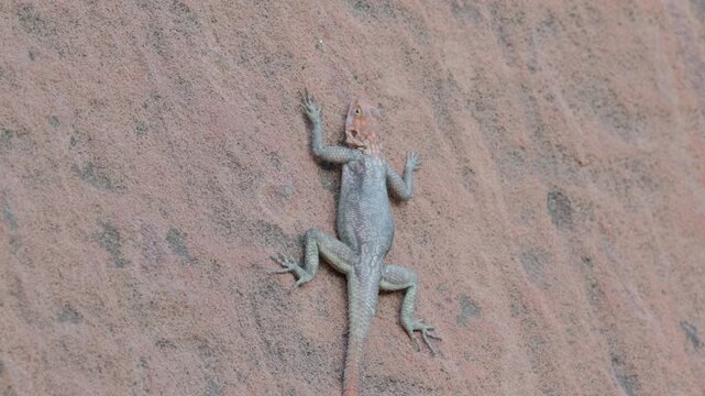 a tilt up close shot of a male namib rock agama lizard on a large boulder at twyfelfontein in namibia