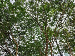 Twigs of leaves of a type of ornamental tree that is widely planted as a greening decoration for cities, cities in parks
