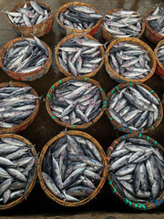 Fresh Seafood Supply &ndash; Tuna Catch Arranged for Sale