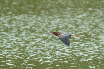 Green Heron in Flight Over Water at Sunrise
