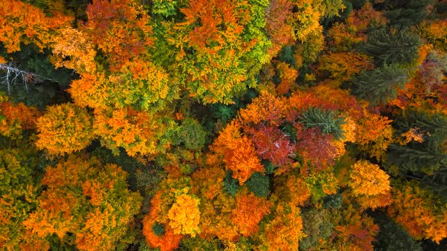 Vibrant colorful autumn forest in Heutal, Austria. Filmed from above with slow ascending movement.
