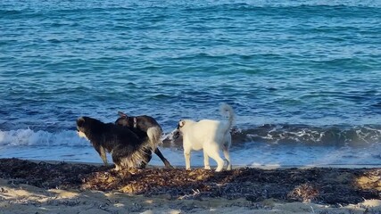 Dogs romp along Kriaritsi Beach in Greece, basking in warm late-afternoon light as gentle Mediterranean waves lap the shore, capturing playful companionship