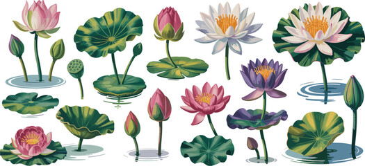 Obraz premium Collection of colorful water lilies and lotus flowers with leaves water lily bloom