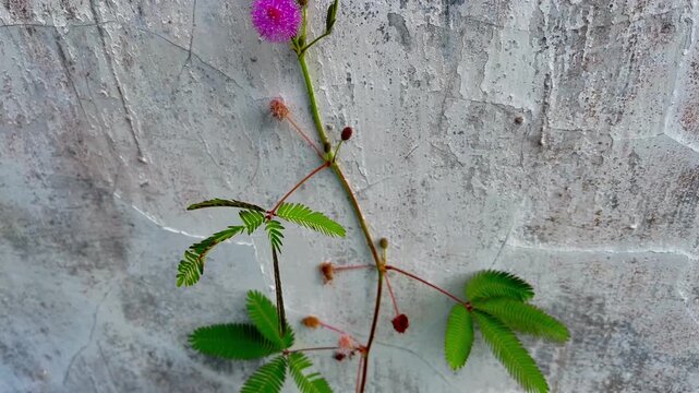 Beautiful Pink Mimosa Pudica Flower (Sensitive Plant) Blooming Wild in Green Grass Field.