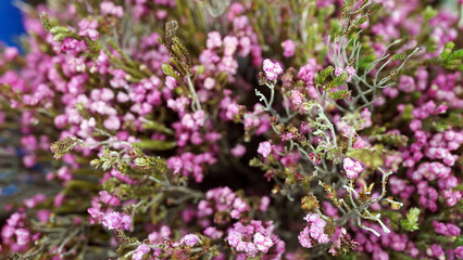 Heather Shrub Covered in Pink and Purple Flowers